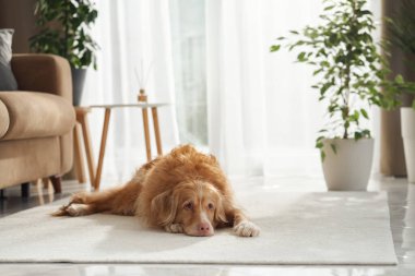 Bir Nova Scotia Duck Tolling Retriever, nötr mobilyalar ve hafif aydınlatılmış bir odada kapalı bitkilerle çevrili hafif bir halının üzerine yatar..