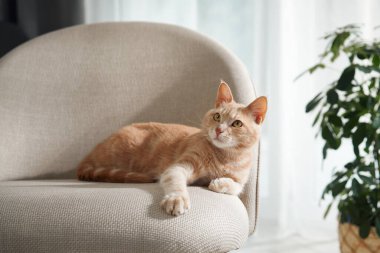 Kafasını hafifçe kaldırmış kızıl bir kedi modern bej bir sandalyede tetikte bekliyor. Doğal ışık ve bitki parlak bir iç mekan yaratır..