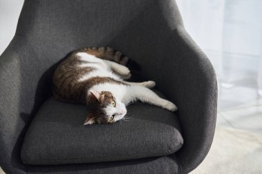 Koyu gri yastıklı sandalyede kıvrılmış bir kedi uyur. Gözleri kapalı ve vücudu rahat..