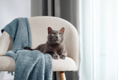 Gevşemiş gri bir kedi yumuşak mavi bir fırlatışla örtülü kumaş bir sandalyede sessizce oturur. Atmosfer temiz, modern ve huzurlu..