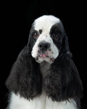 Siyah arka planda Amerikan Cocker Spaniel 'inin yakın plan portresi. Köpekler yumuşak ifade ve bakımlı ceket onun zarafetini ön plana çıkarıyor..