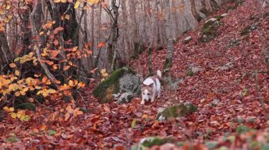 Köpek kırmızı ve turuncu yapraklarla çevrili dar bir yolda koşar..