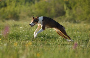 Köpek yerden yükseğe doğru yükselir, kasları gerilir, yeşil çimlerde yarışır..