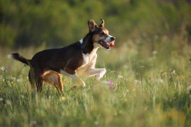 Orta büyüklükte bir köpek güçlü bacakları üzerinde öne doğru sıçrar, kuyruğunu uzatır. Altın alan ve arka plan huzurlu bir bulanıklık oluşturuyor..