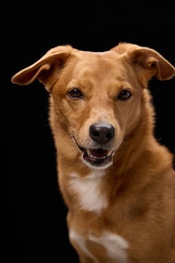 Bronzlaşmış bir köpek hafifçe eğimli kulaklarıyla öne bakar. İfade karşıtlık için siyah bir arkaplan ile ilginç görünüyor.