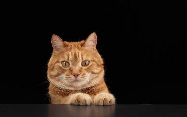 Kızıl bir kedi bir çıkıntının üzerinde duruyor ve ileriye bakıyor. Stüdyoda ilginç bir poz yakaladık..