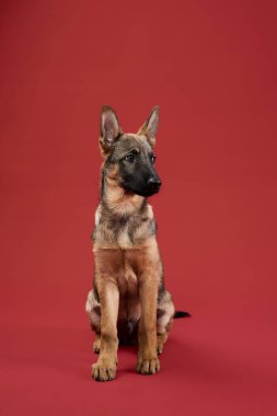 Stüdyoda bir kurt köpeği yavrusu duruyor, vücudu koyu kırmızı bir zemine hafifçe karşı dönüyor. Bu poz güven, merak ve bu türün enerjik ruhunu yansıtıyor..