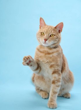 Kedi emin bir şekilde ön ve arka pençeleri düz poz verir..