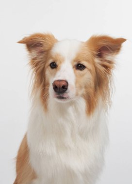 Bordercollie beyaz zemine karşı dik duruyor, vücudu öne bakıyor. Yumuşak kürk ve sakin ifade köpek duruşunu vurgular.