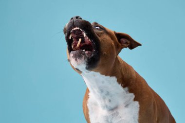 Bir staffordshire teriyeri dişlerini göstererek havlar ya da hırlar. Vücudunun eğimi hareketi ve tepkiyi vurgular..