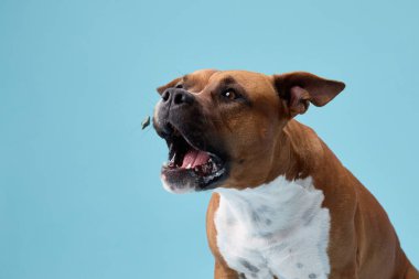 Bir staffordshire teriyeri açık ağızla havlarken ve mavi arka planda buruşuk burunla yakalanır. Köpek, karede hareketli ve anlamlı..