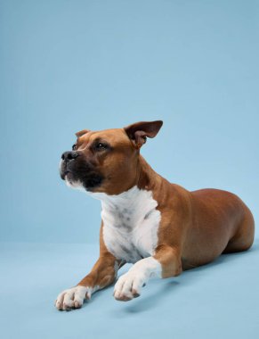 Bir staffordshire terrier düz ön bacaklı mavi bir arka plana karşı dik poz verir. Basit kompozisyon simetriye ve forma dikkat çeker.