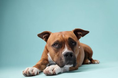 Bir staffordshire Teriyeri başını patilerinin üzerine koyar ve yumuşak bir zeminde pastel bir arka plana yaslanır. Sahne rahat ve huzurlu..