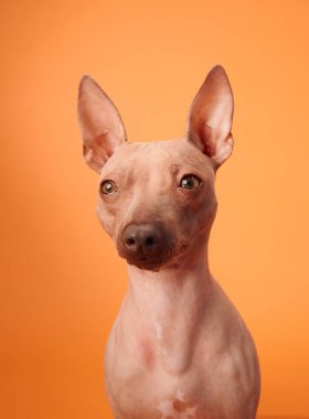 Tüysüz bir Amerikan köpeğinin turuncu bir arka plana karşı düşünceli bir duruşu, düşünceli bir anda köpeği yakalıyor..