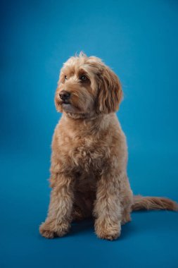 Kıvırcık kürklü bir Labradoodle sakince oturur parlak mavi bir arkaplanda, yan tarafa bakar..