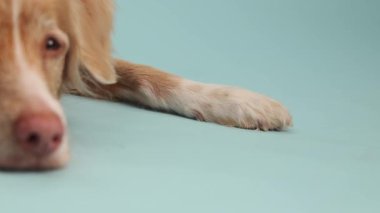 Nova Scotia Duck Tolling Retriever 'ın yan profili bir stüdyo arka planında huzur içinde yatıyor..