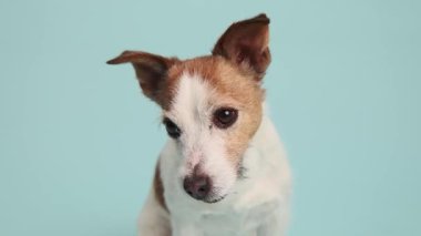 Jack Russell Terrier 'ın öne bakan portresi hafifçe yana bakıyor..