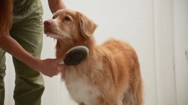 Köpek göğsü boyunca fırçalarken sakince duruyor..