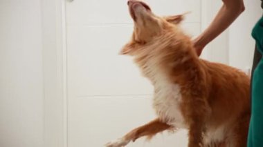 Av köpeği geriye doğru eğilir, vücut sallanmadan önce hareket eder..