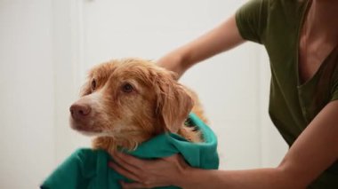 İdareci, banyodan sonra köpeği yeşil bir havluya sarar..