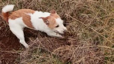 Bir köpek, altın yaban otlarının altında saklı bir şeyi araştırır..