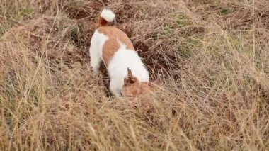 Küçük Jack Russell Teriyer kafası aktif olarak koklarken bir saman yığınının içinde gömülür..