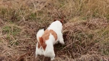 Kuyruk havada, beyaz köpek yerde gezinerek engebeli bir alanda geziniyor..