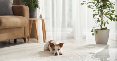 Küçük Jack Russell güvenli bir şekilde parlak bir odada yürüyor. Arka planda parlayan döşemeler ve saksılar var..