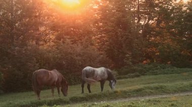 Altın akşam güneşi ile aydınlatılmış bir ormanda iki at otluyor. Sıcak parıltı, sessiz anla çelişiyor..