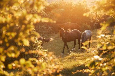İki at, güneşin ıslattığı ağaçlık bir yolda birlikte yürüyor. Alacakaranlıkta yeşillik ve altın sisle çevrili..
