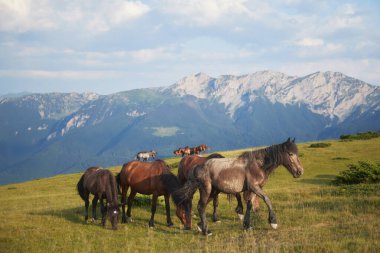 Yüksek bir alanda beş at çeşitli pozisyonlarda otluyor ve arka planda karlı dağ sırtları uzanıyor. Değişik renkleri manzaraya zıt düşüyor..