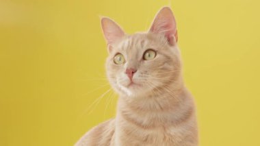 Kızıl kedinin yakından dikizlediği tetikte kulaklar ve parlak gözlerle. Stüdyoda sarı fon.