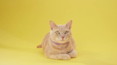 Kızıl kedi sarı zeminde yatar, ön bacakları kıvrılır ve objektife bakar. Ortalanmış çerçevede yakalanır.