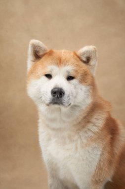Akita köpeği bej arka planda sakince oturuyor. Köpek sakin ve rahat görünüyor..