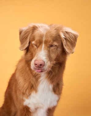 Bir Nova Scotia Duck Tolling Retriever turuncu bir arka planda durduğu için uykulu bir ifade sergiler. Köpek yorgun görünüyor, portreye hoş ve huzurlu bir dokunuş katıyor..