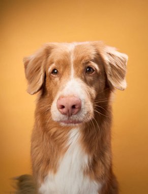 Bir Nova Scotia Duck Tolling Retriever, turuncu bir arka plana özenle bakıyor. Köpeğin yansıtıcı ifadesi arkaplandaki sıcak tonlarla tamamlanır..