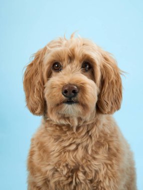 Kıvırcık kürklü bir Labradoodle açık mavi arkaplana karşı tetikte durur..