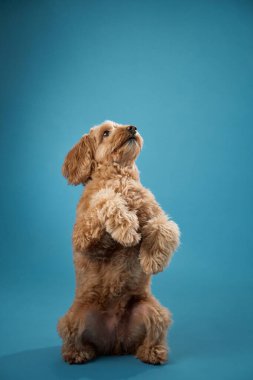 Kıvırcık kürklü bir Labradoodle 'ın mavi bir arka planı var..