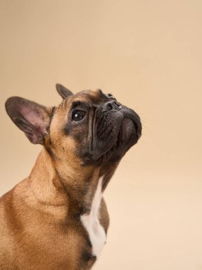 Bir Fransız Bulldog, eğik bir kafayla bir stüdyo ortamında bej bir arka plana karşı tuhaf bir ifade sergiliyor. Tarafsız zemin, köpeklerin meraklı doğasını ön plana çıkarıyor..