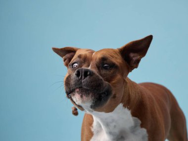 Düzenli bir staffordshire teriyeri köpeği yumuşak bir deniz mavisi arkaplanına bakarak sessizce oturur. Atış kaslı yüzünü ve kendine güvenen duruşunu yakalıyor..