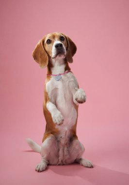 Bir av köpeği arka ayakları üzerinde pembe bir arka plana karşı oturur, uyanık ve neşeli görünür. Minimalist kompozisyon köpeklerin dışavurumcu kişiliğine ve çekici duruşuna odaklanıyor..