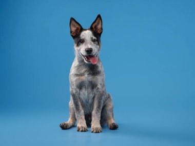 Mavi bir dümenci mavi bir arka planda otururken gülümser, neşe ve dostluk saçar. Canlı tonlar köpekleri mutlu ve cana yakın hale getiriyor..