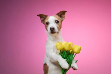 Bir Jack Russell Terrier sakince sarı laleleri tutar yumuşak pembe bir arka plana karşı nazik bir ifadeyle. Fotoğraf, köpeğin tatlı ve meraklı doğasını yakalar..