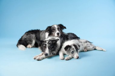 Aralarında köpek yavrularının da bulunduğu bir grup Border Collie mavi bir arka planda dinleniyor ve aralarındaki bağı vurguluyor. Kompozisyon sıcaklığı ve birliği iletir..