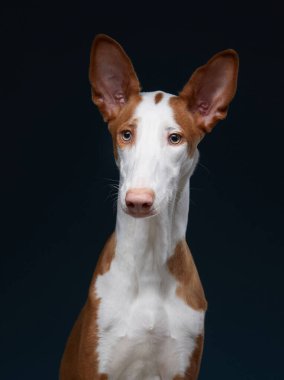 Bir İbizan tazısı başı dik, kulakları karanlık bir stüdyonun arka planına çevrilmiş ve tetikte bir şekilde poz verir. Dengeli ışıklandırma parlak kürkü vurguluyor.
