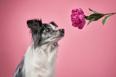 Bir Border Collie, bir insan eli tarafından sunulan pembe çiçeğe bakar. Kafası meraktan hafifçe eğilmiştir. Köpek ve çiçek arasındaki etkileşim eğlenceli bir sahne yaratır..