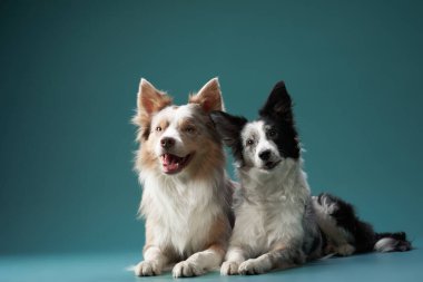 İki sınır köpeği yan yana uzanır ve neşeli görünürler. Koyu yeşil arka plan kürk dokusunu vurguluyor.