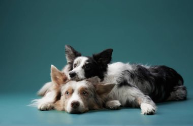 İki sınır köpeği nötr renkli bir katta birlikte dinleniyor, sakin görünüyorlar. Yumuşak ışıklandırma kürklerinin derinliğini arttırır..