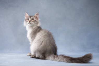 Gümüş renkli bir Maine Rakunu yavrusu mavi bir arka planda zarif bir şekilde oturur, uzun kuyruğu uzar. Yumuşak ışıklandırma onun narin özelliklerini geliştirir..