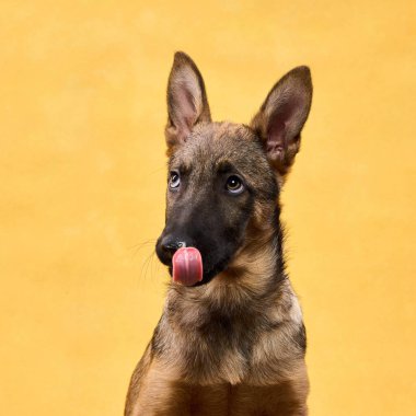 Bir kurt köpeği yavrusu dili hafifçe dışarı çıkmış bir şekilde doğrudan kameraya bakar. Sıcak sarı arka plan, köpeğin neşeli ve enerjik kişiliğini ön plana çıkarıyor..